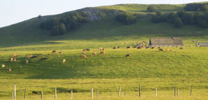 Aubrac