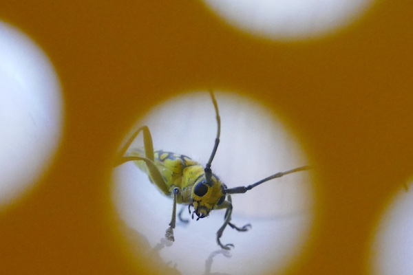 Parution du numéro 33 de la revue Projets de Paysage. Faire société(s) avec les animaux pour/par le paysage : constats, actions, perpectives